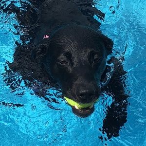 Meet your Posher, Sylvia